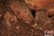 自学六爻江西发现蜘蛛新物种 为研究呵叻蛛属适应区域提供依据