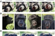 自学六爻国际最新研究：机器人“打哈欠” 黑猩猩被传染